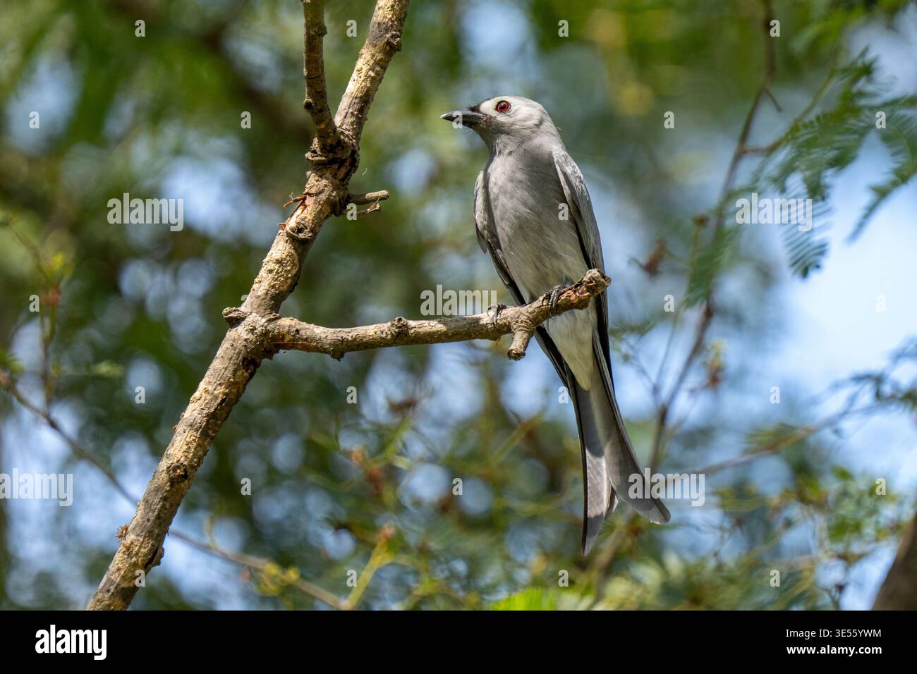 Ashy drongo (Dicrurus leucophaeus) arroccato in Thailandia. Foto Stock