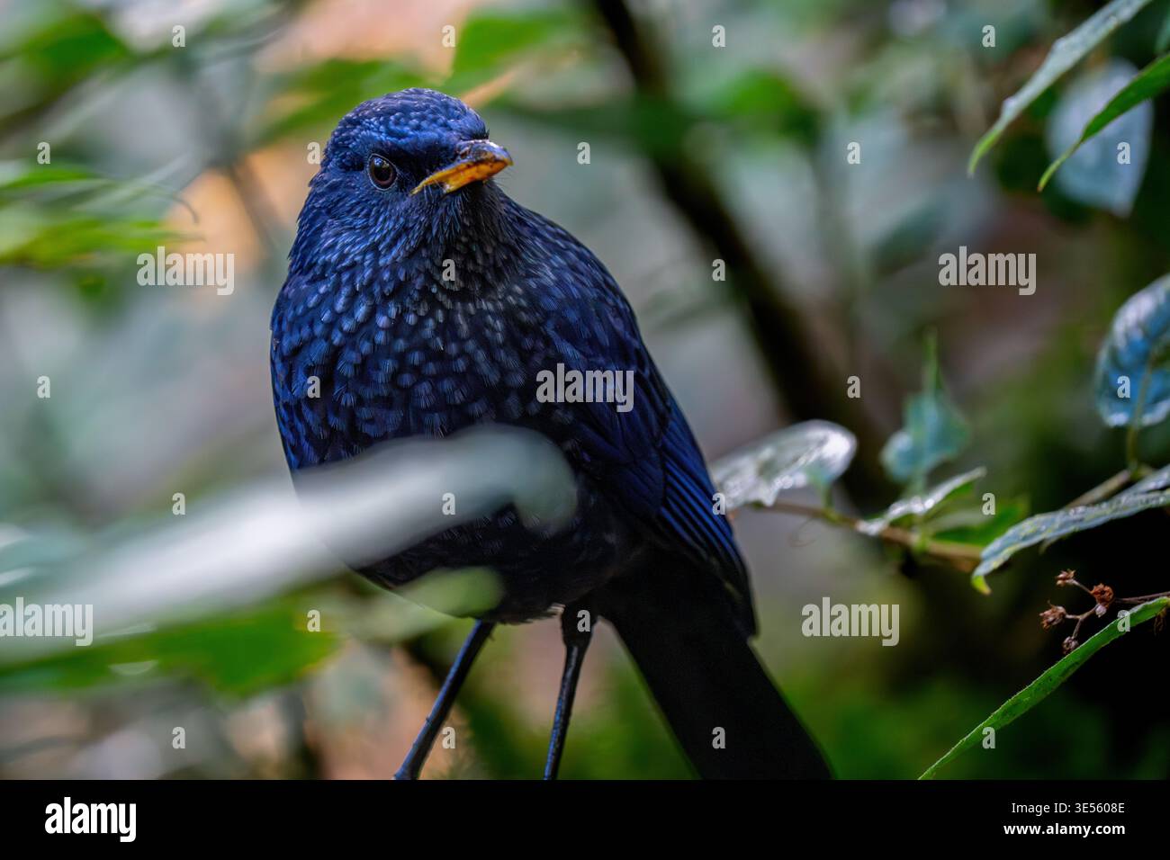 Torrente Blue Whistling (Myophonus caeruleus) in una foresta thailandese. Foto Stock