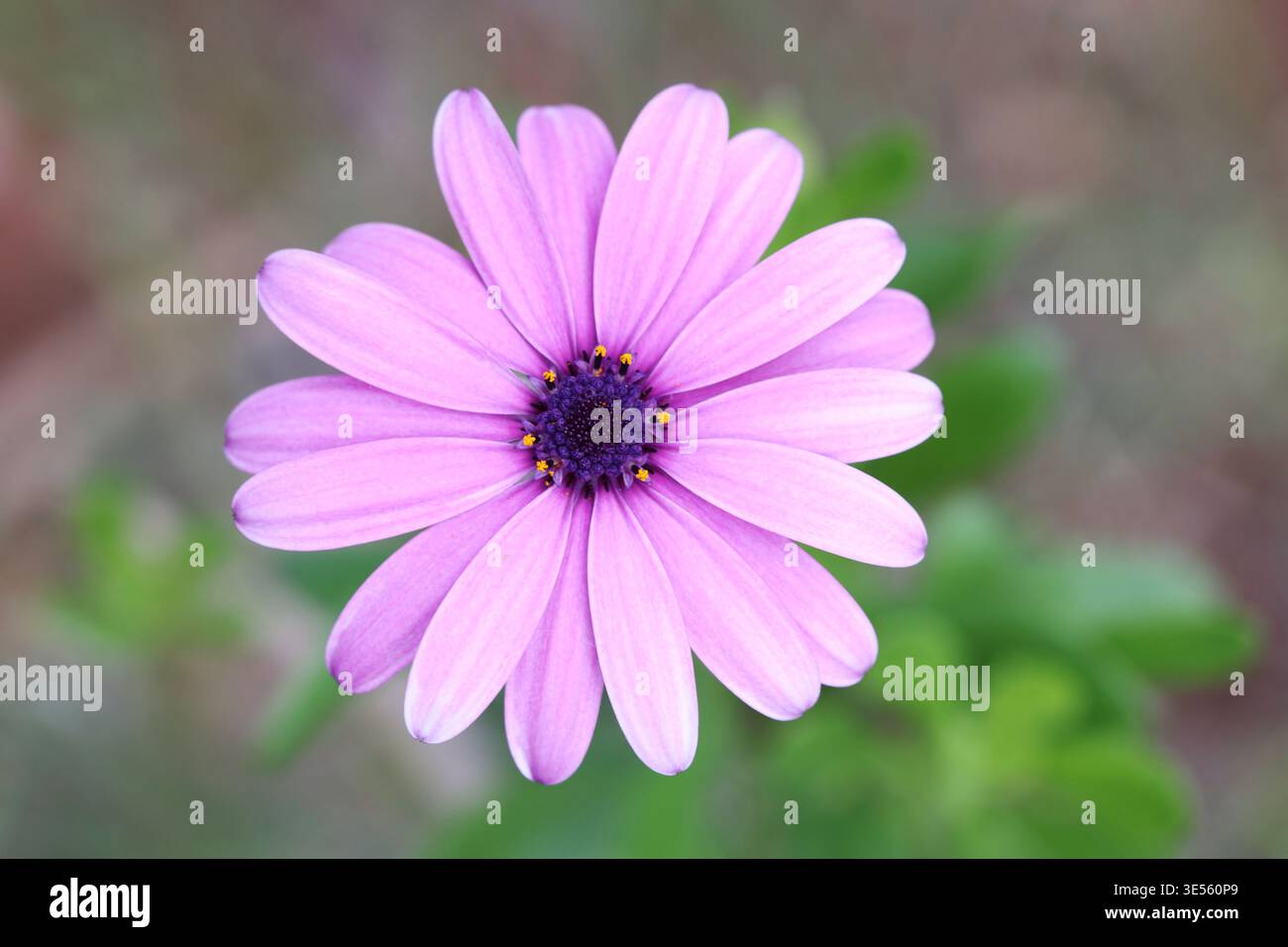 Vista ravvicinata della Dimorphotheca ecklonis, conosciuta anche come Capo marguerite Foto Stock