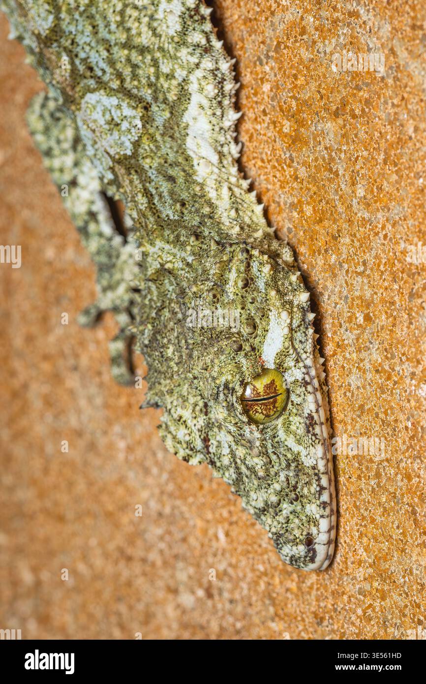 Gecko dalla coda a foglia del Nord - Saltuarius cornutus, grande geco unico nativo delle foreste tropicali del nord-est dell'Australia, Queensland. Foto Stock