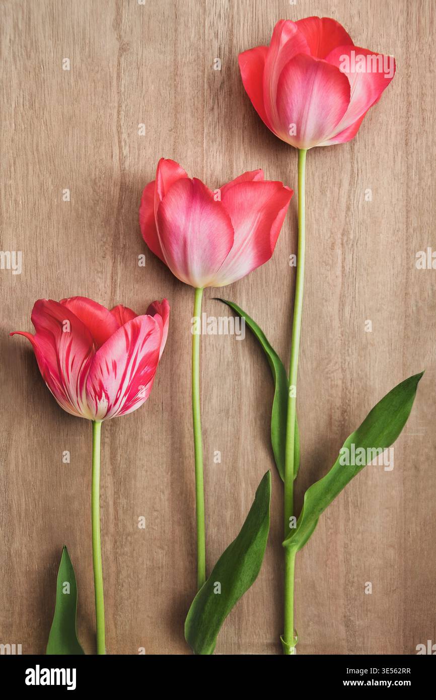 Tre tulipani rossi e rosa freschi su sfondo in legno con spazio per le copie Foto Stock