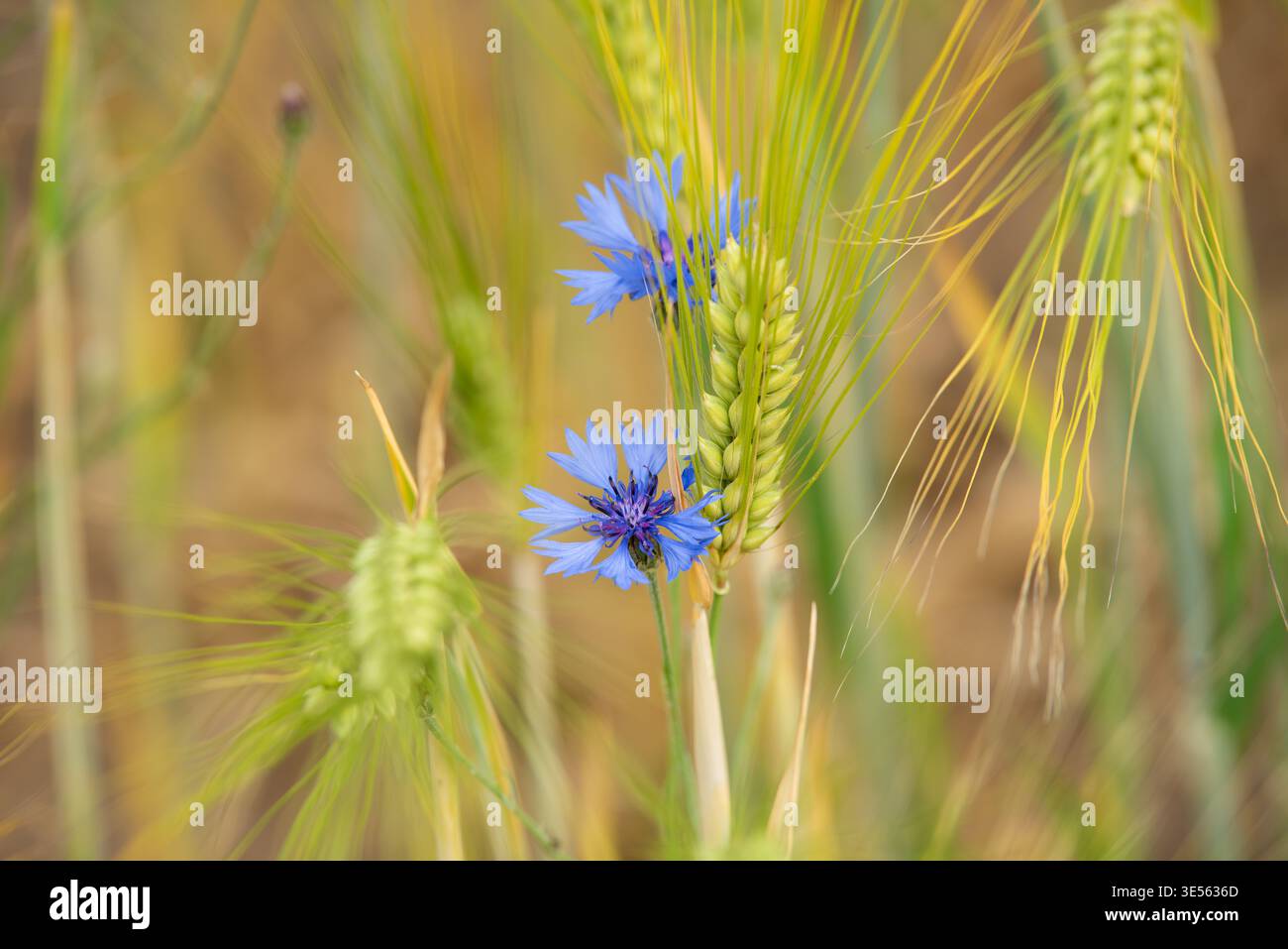 Primo piano di fiori di mais blu che fioriscono tra gambi di grano maturo in un campo soleggiato con un morbido sfondo dorato. Foto Stock