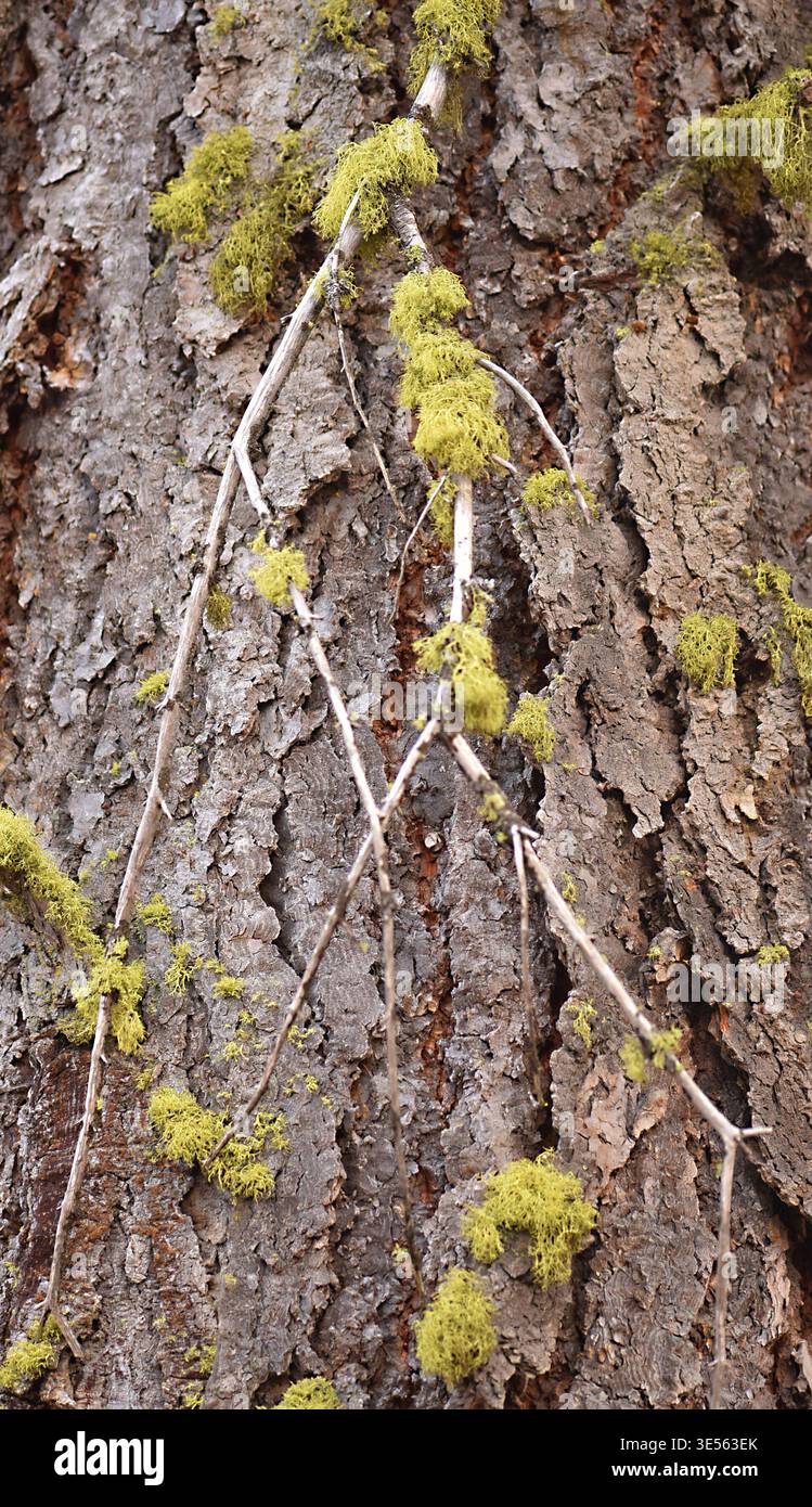 Letharia vulpina, o lichen lupo, è una specie di fungo fruticoso lichenizzato della famiglia delle Parmeliaceae. E' giallo-verde brillante, arbusto e molto alto Foto Stock