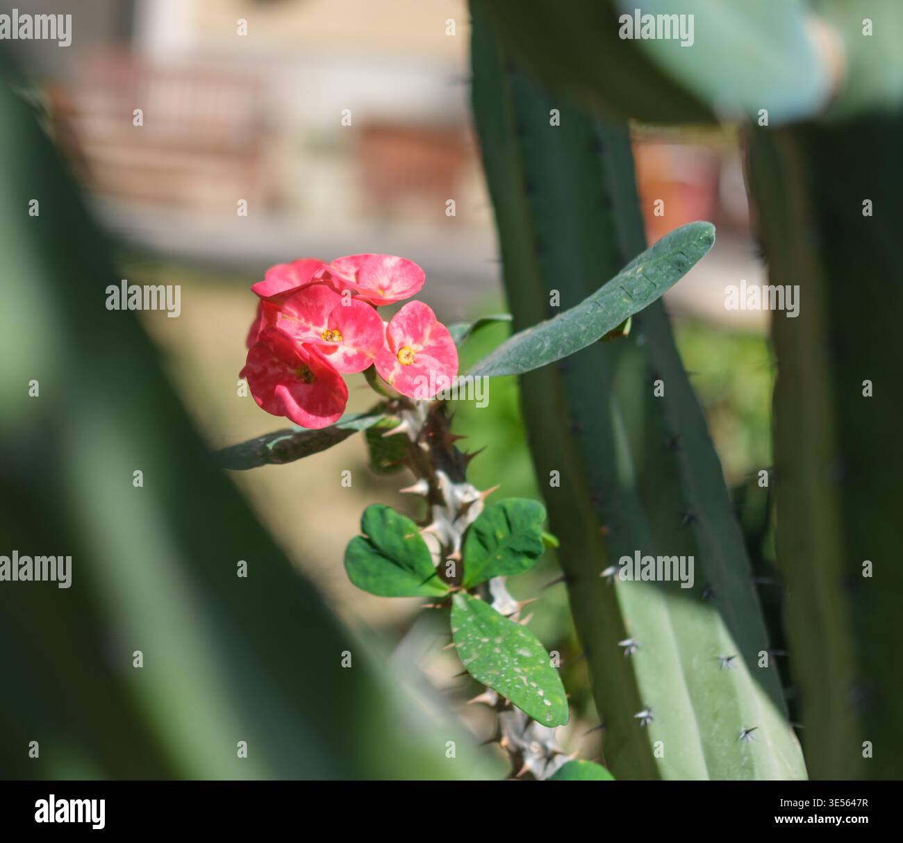 Fiori rosa della corona di spine (Euphorbia milii) che crescono accanto a un cactus colonnare in un giardino del Cairo, in Egitto Foto Stock