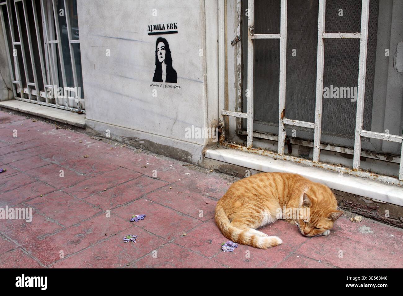 Gatto zenzero che dorme sul marciapiede settembre estate 2024 vita di strada con murales e bar Istanbul Turchia Foto Stock