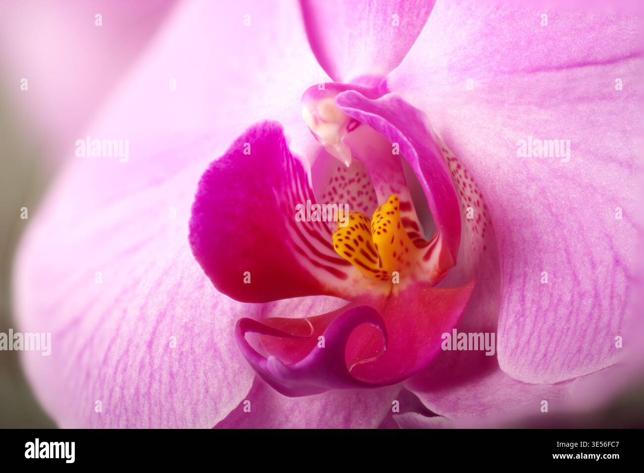 Macro di fiori di orchidea rosa con messa a fuoco sovrapposta per una messa a fuoco profonda Foto Stock