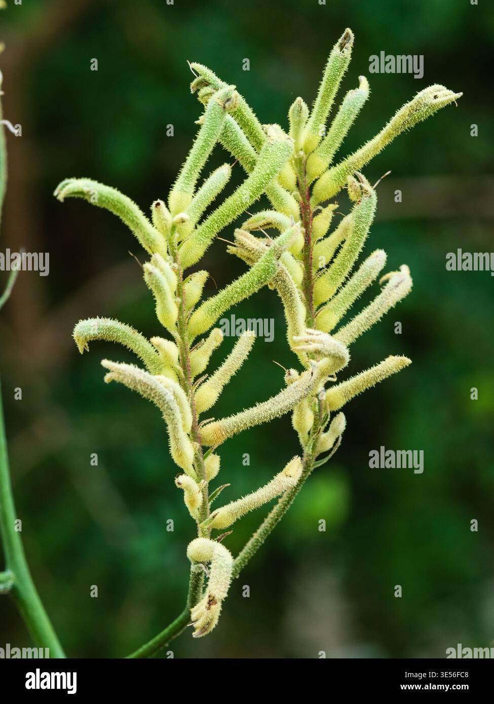 Insoliti fiori pelosi dell'arbusto sempreverde australiano, Anigozanthos flavidus, zampa di canguro Foto Stock