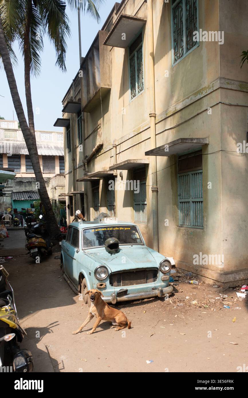 Cane da strada di fronte a una vecchia auto abbandonata a Tiruchirappalli, Trichy, Tamil Nadu, India Foto Stock