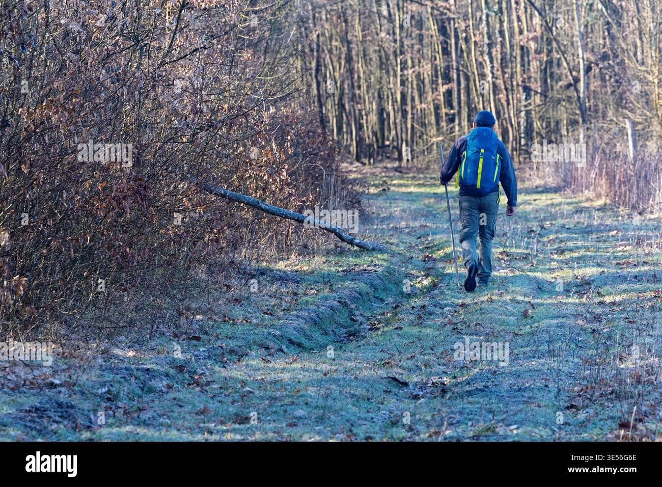 L'escursionista con uno zaino blu cammina da solo lungo un sentiero nella foresta ghiacciata, utilizzando un bastone da passeggio come supporto. Tranquillo scenario invernale dei boschi che trasmette solitudine, Foto Stock