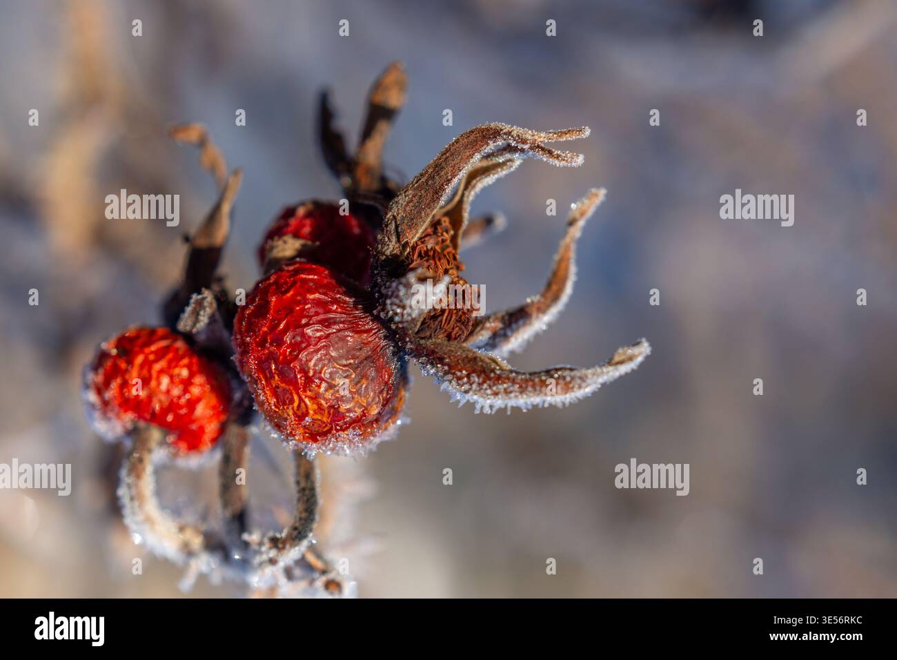 Le bacche di colore rosso brillante si aggrappano ai rami ghiacciati, mostrando la bellezza dell'inverno nei momenti tranquilli della natura. Foto Stock