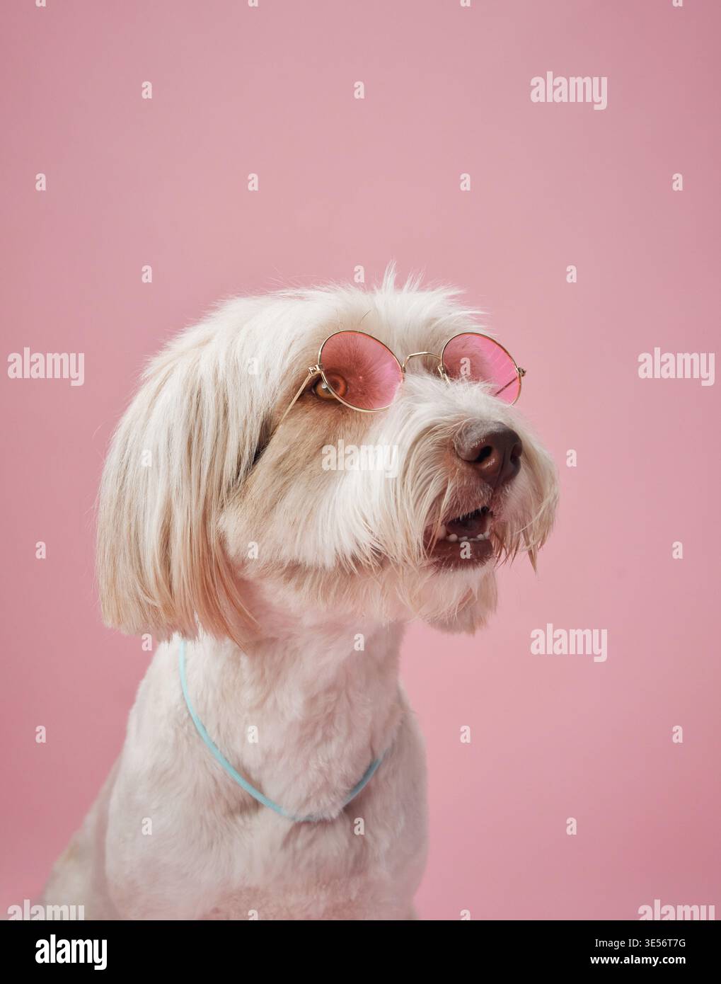 Un cane bianco e soffice indossa occhiali da sole rotondi e posa su uno sfondo rosa pastello da studio, trasuda fascino e personalità. Foto Stock