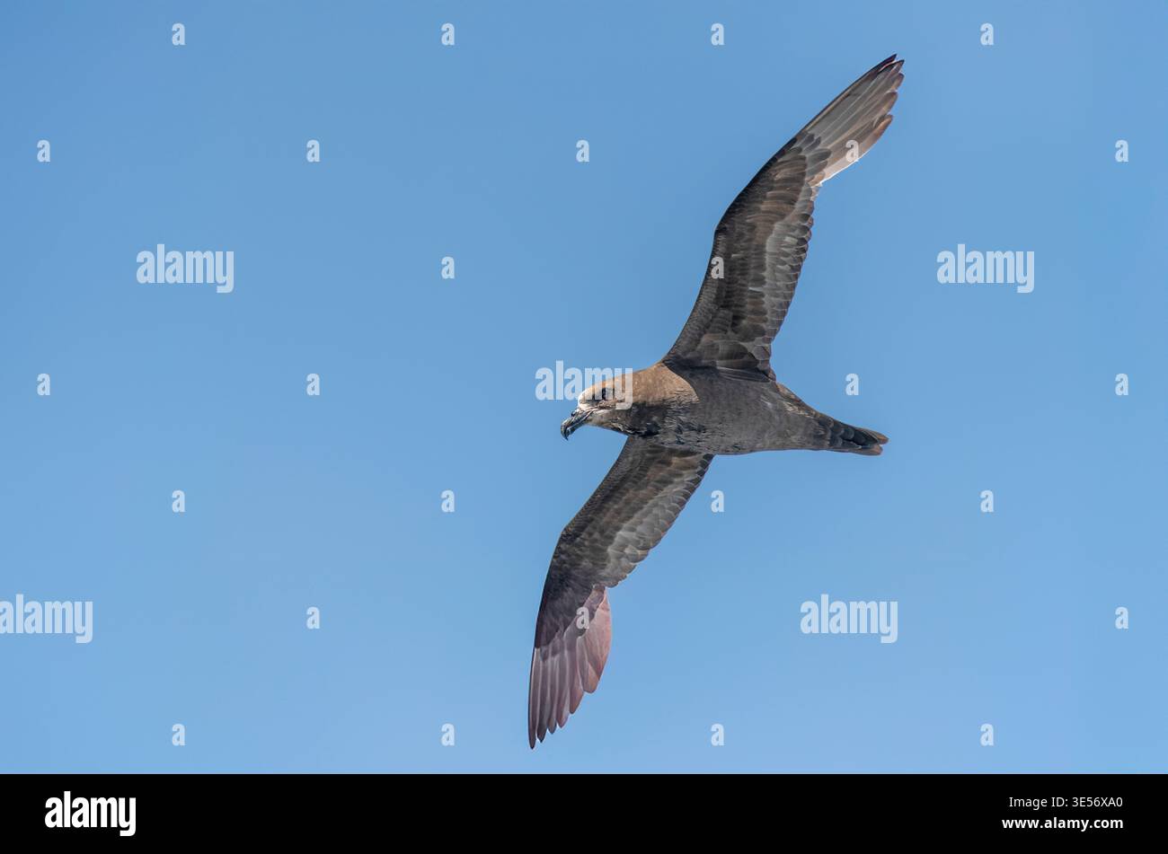 Petrel Pterodroma gouldi con faccia grigia al largo di Sydney, Australia, 15 novembre 2019 adulti Procellariidae Foto Stock
