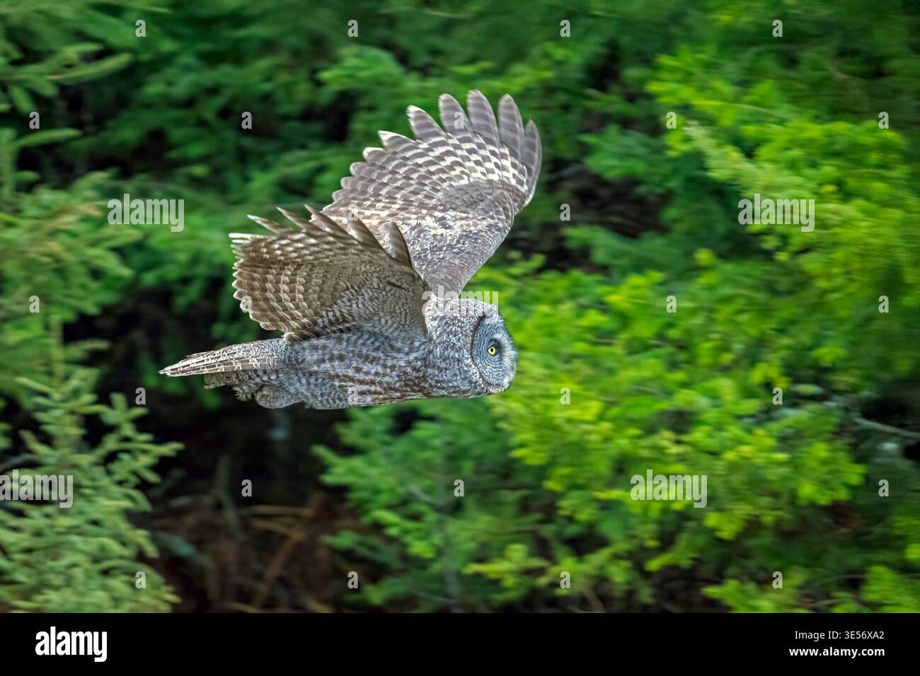 Grande Gufo Grigio Strix nebulosa Baudette. Minnesota, Stati Uniti 16 aprile 2025 adulto in volo. Strigidae Foto Stock
