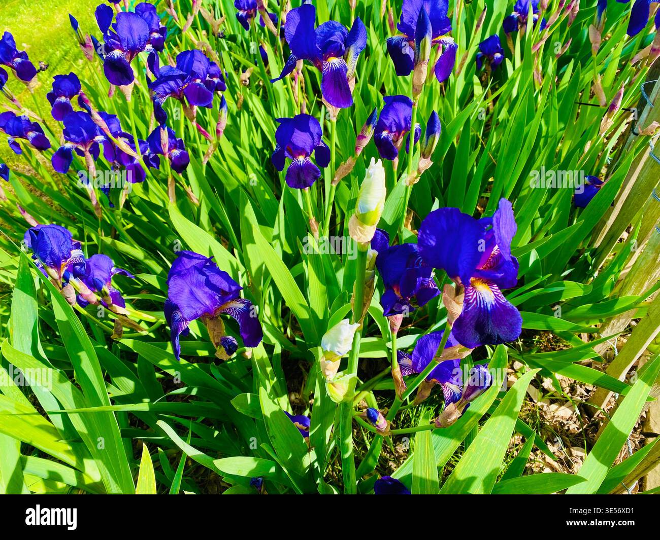 Il tedesco barbuto (iris Iris germanica x) Fiori closeup - Immagine stock catturata con smartphone