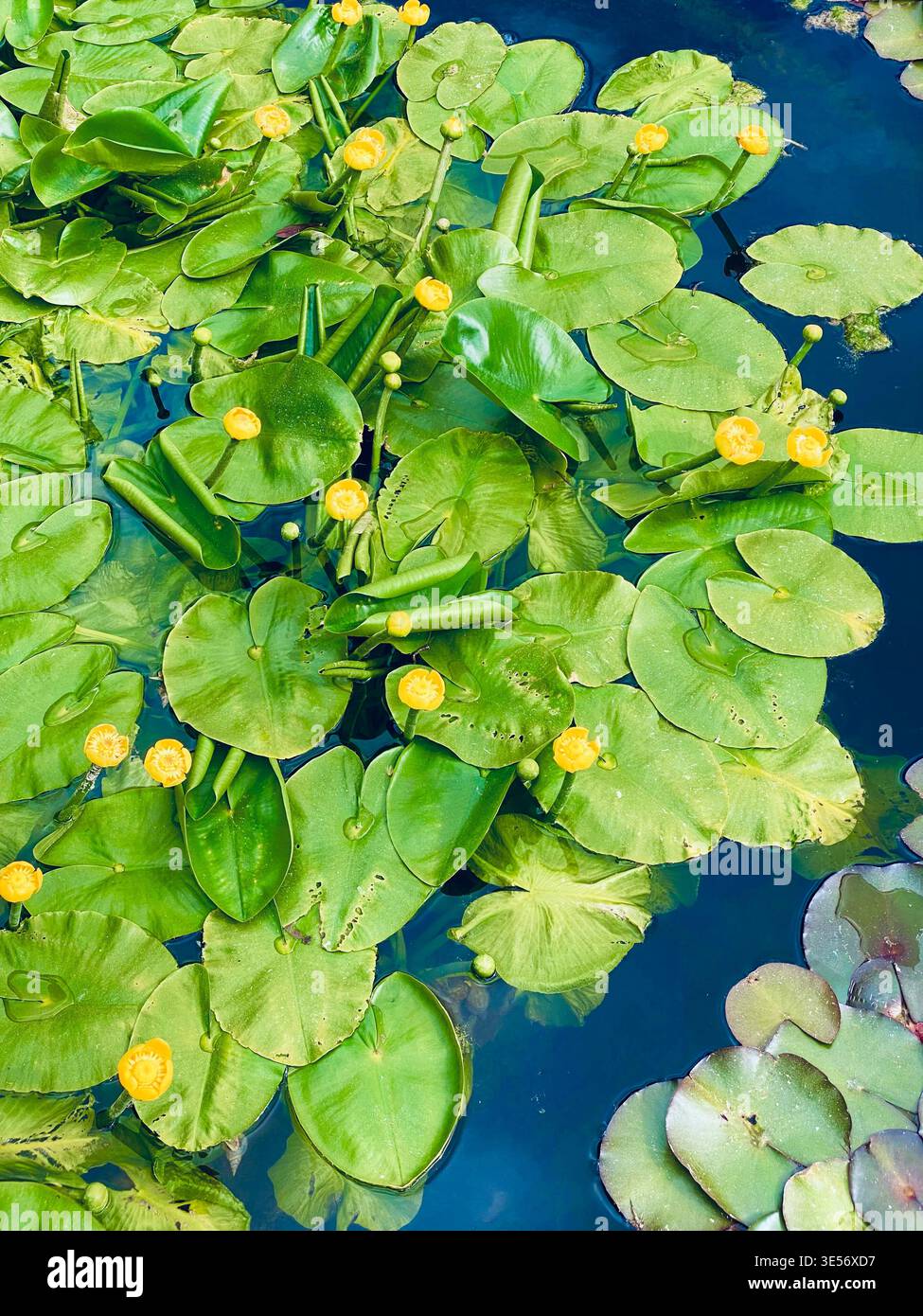 Giglio d'acqua giallo, Nuphar lutea. In fiore Foto Stock