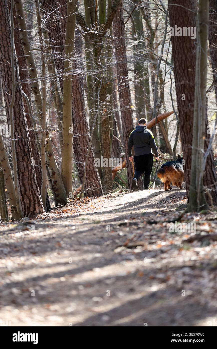 persona che cammina nella foresta illuminata dal sole con un cane sul sentiero con ombre di alberi Foto Stock