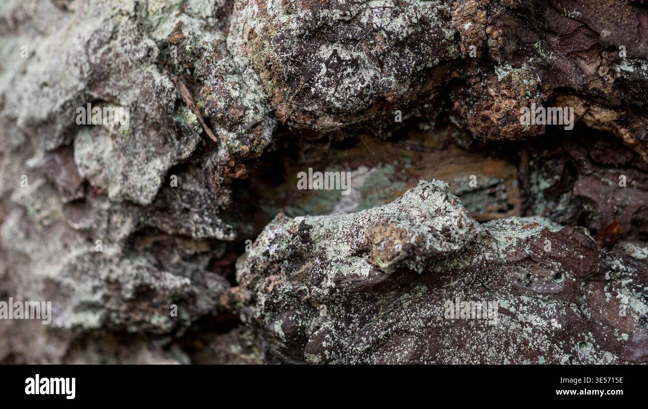 Corteccia d'albero con sfondo astratto di texture naturale lichene Foto Stock