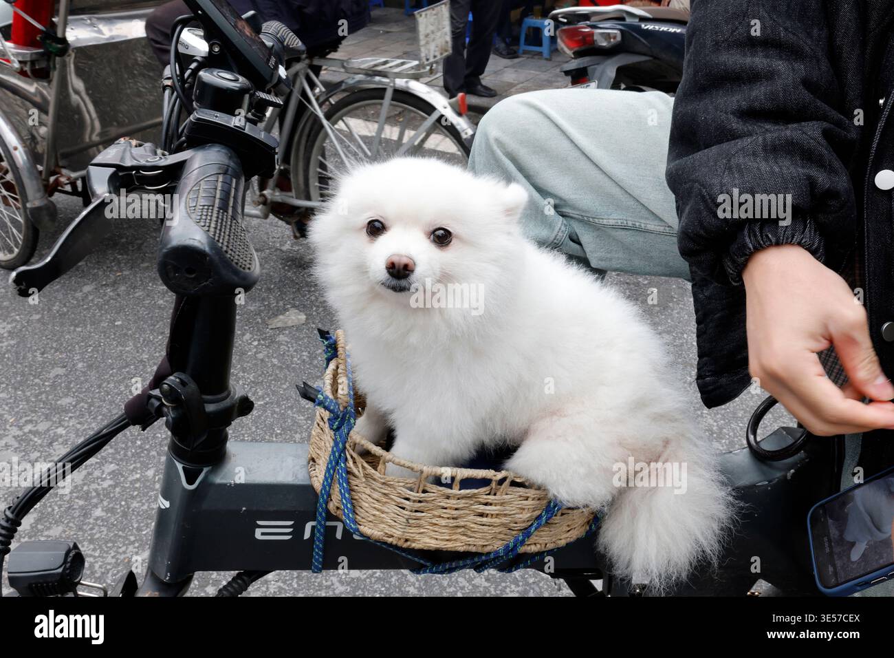 Bel cane seduto in un cestino su una bicicletta in una strada trafficata. Hanoi. Vietnam. Foto Stock