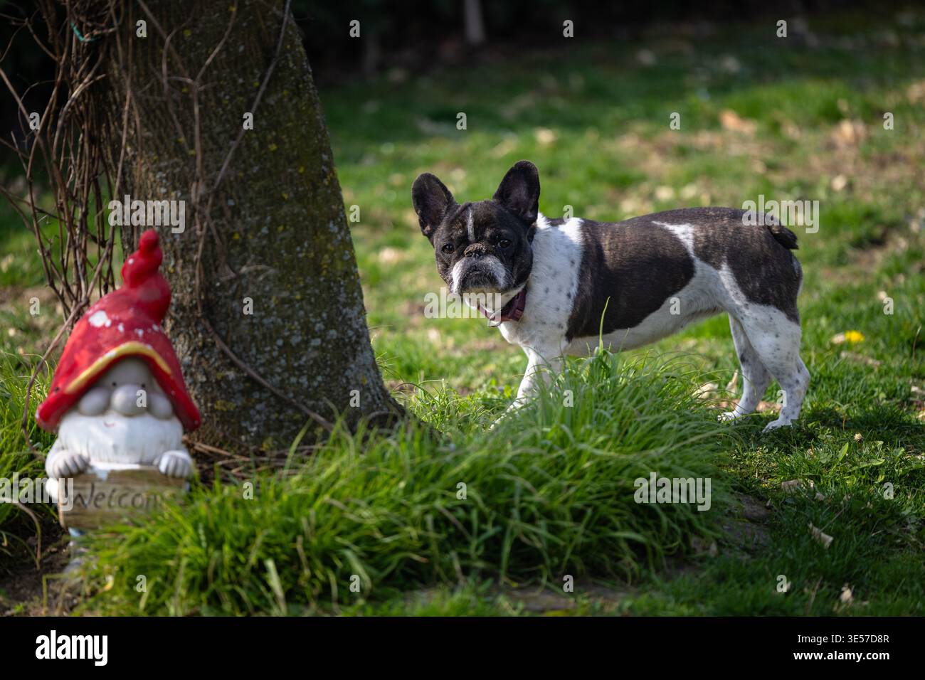 Un bulldog francese bianco e un brindle sniffa un colorato gnomo da giardino accanto a un giovane albero su un prato illuminato dal sole, trasmettendo curiosità, giocosità e. Foto Stock