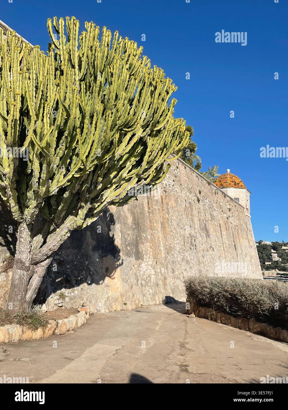 Pareti esterne della cittadella fortificata di Villefranche-sur-Mer, Francia. Un albero di Candelabra (Euphorbia ingens o Euphorbia candelabrum) nella parte anteriore. - Immagine stock catturata con smartphone