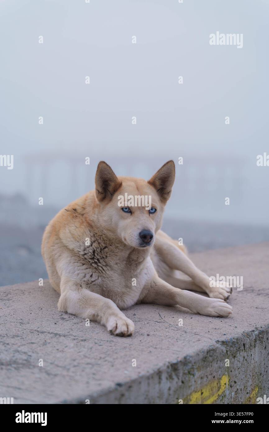 Cane con occhi azzurri in ambientazione costiera Foggy Foto Stock