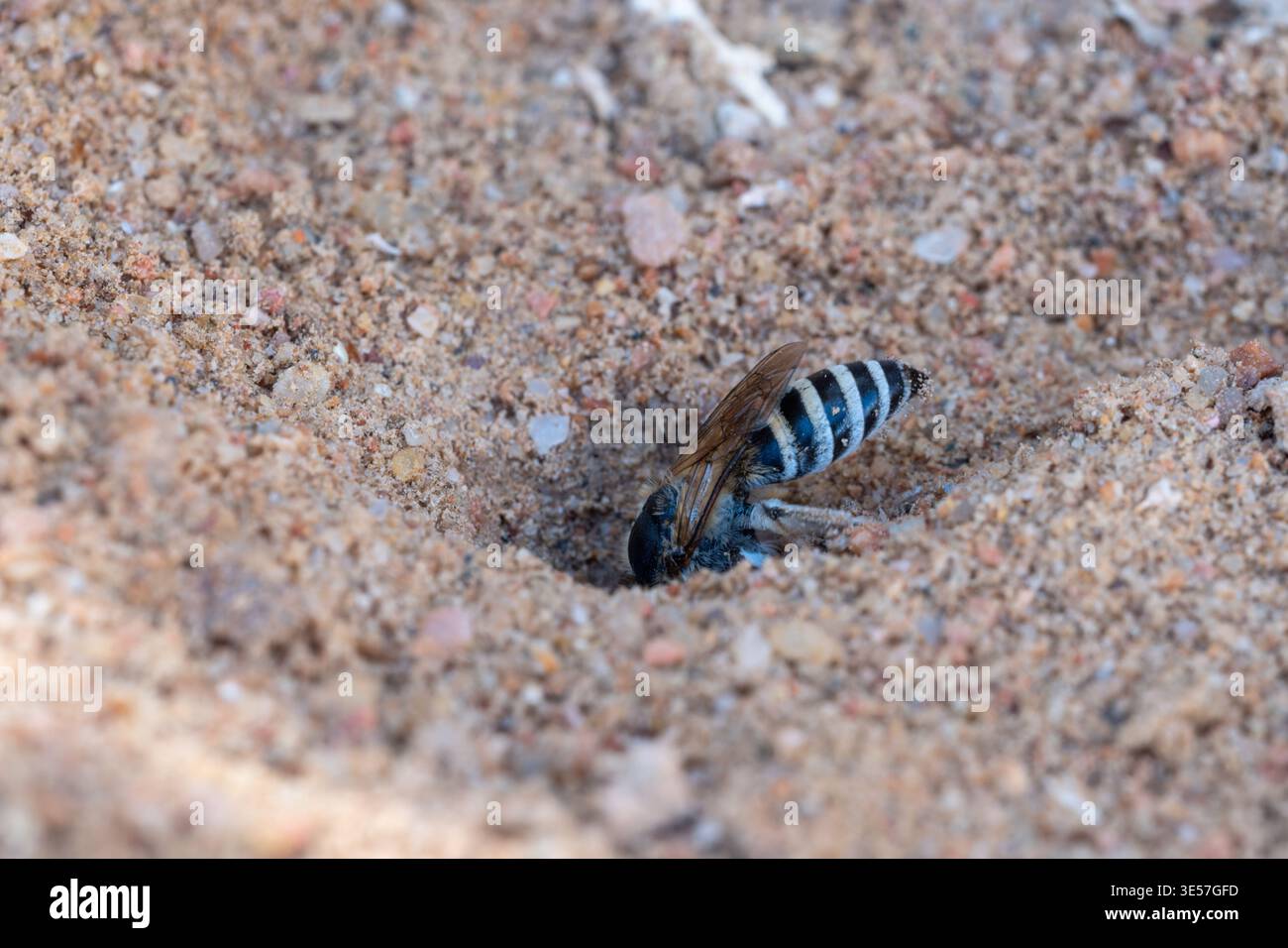 Ape cellophane (Colletes sp.) Scendendo nella tana nido di sabbia, El Gouna, Mar Rosso, Egitto Foto Stock