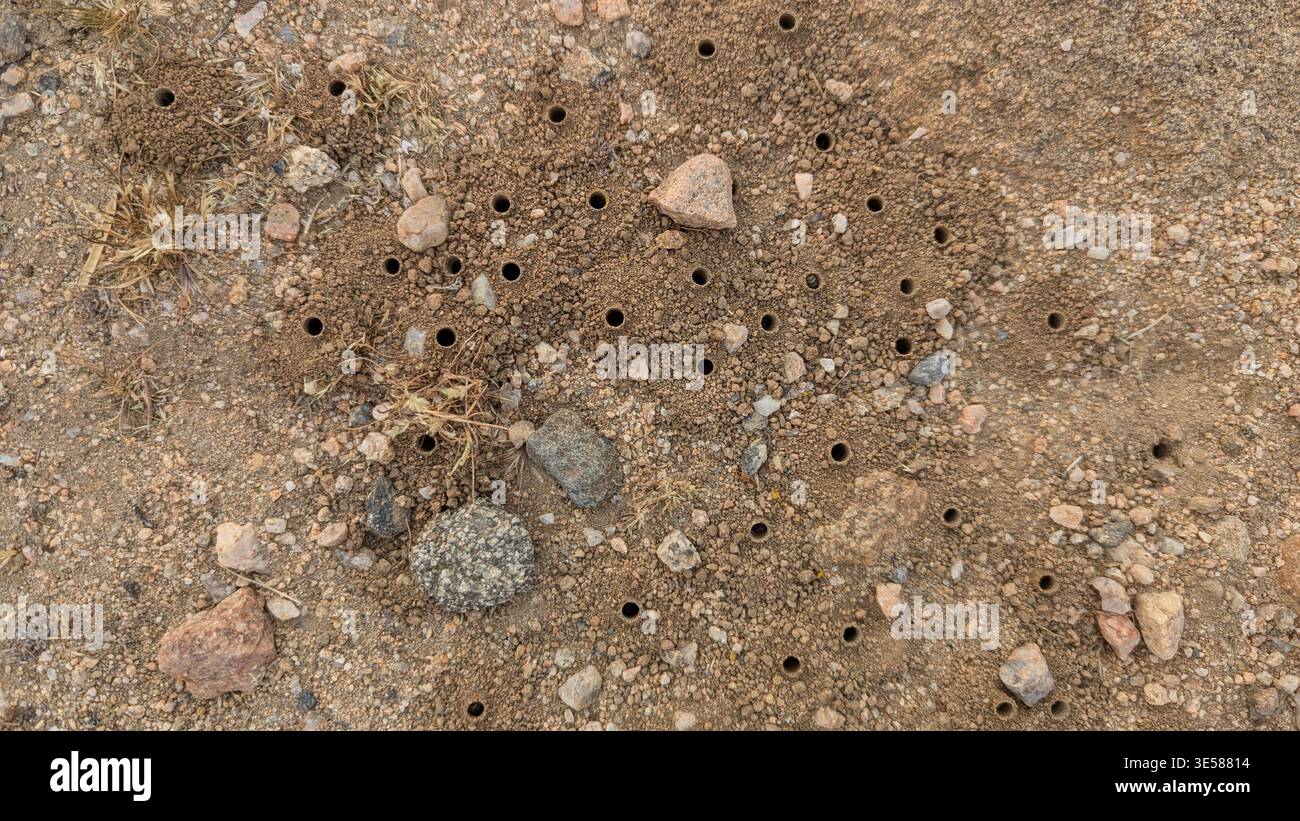Buche o pozzi conici realizzati da api alkali (Nomia melanderi) sul terreno desertico. Vista dall'alto. Foto Stock