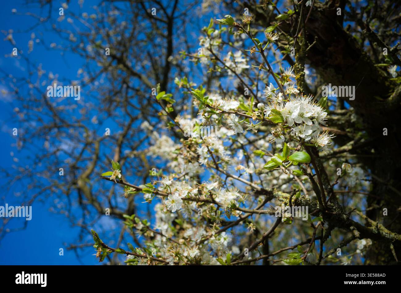 Blackthorn Flowers Growing in Spring illuminato dalla luce del sole. Foto Stock