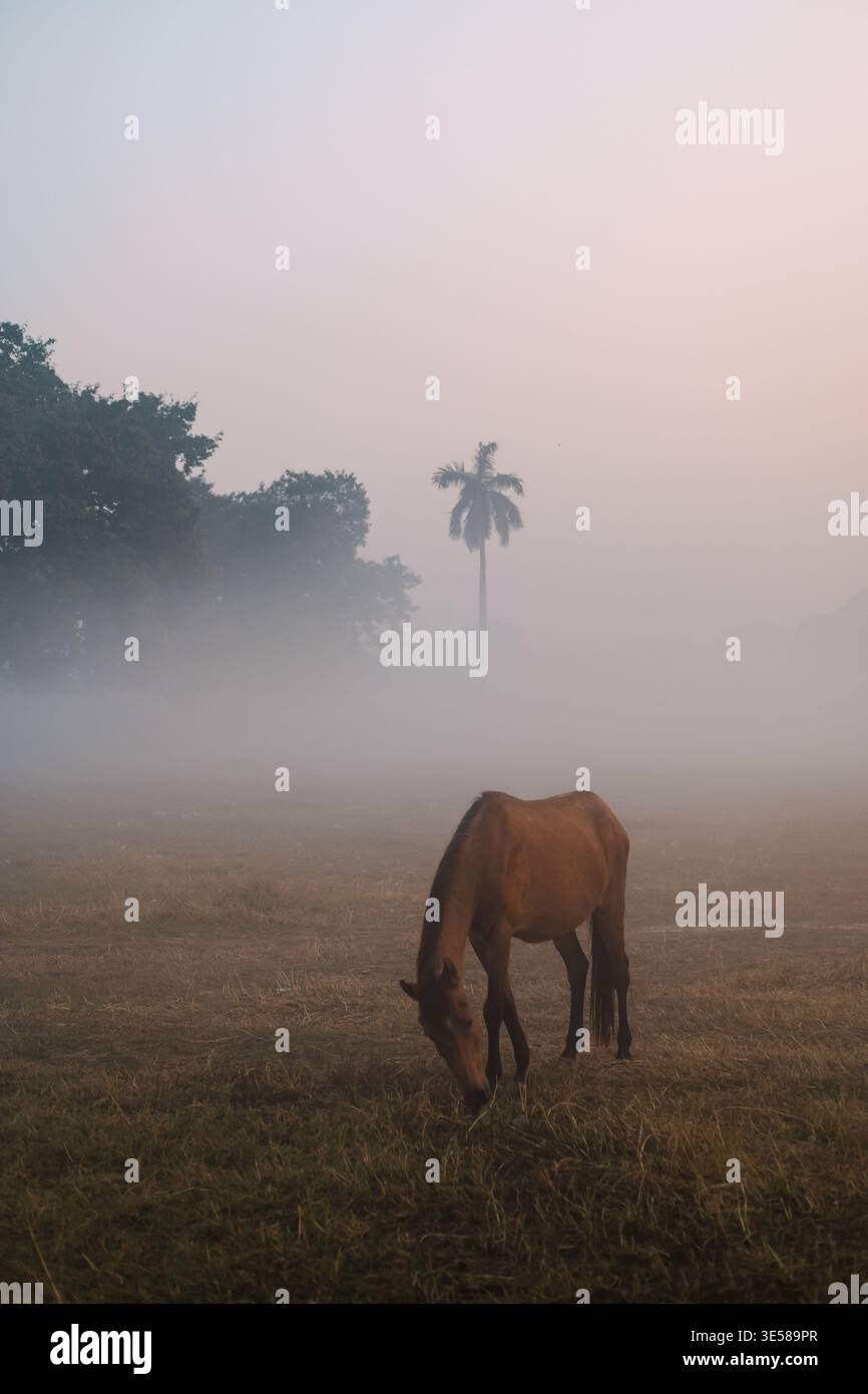 Una tranquilla mattinata nella campagna indiana mentre un cavallo solitario pascolava pacificamente su un campo aperto. La nebbia morbida avvolge il paesaggio, evidenziando un distan Foto Stock