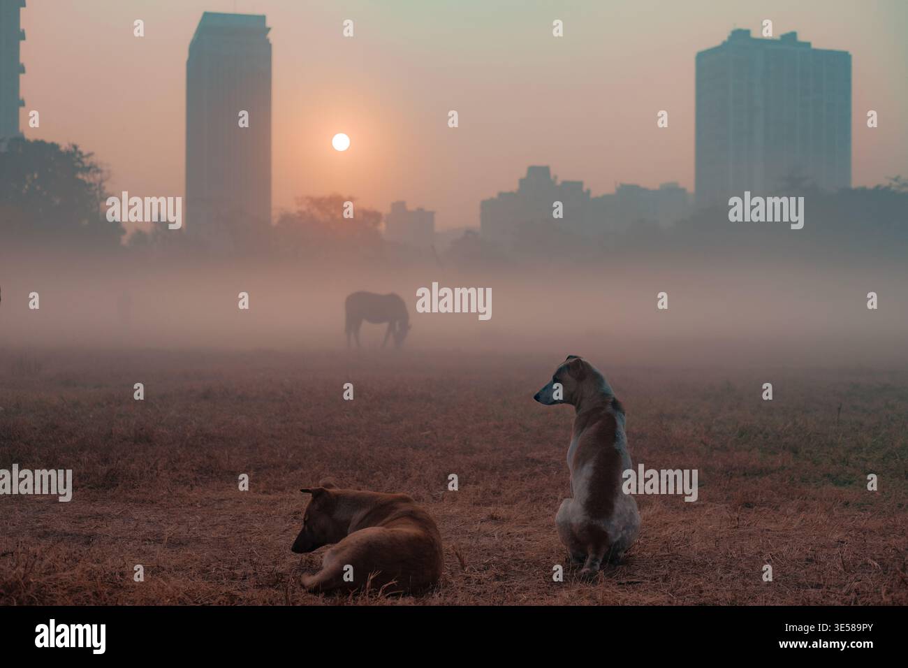 Un'alba serena sul paesaggio nebbioso dell'India, con due cani da strada che riposano su un campo erboso. La nebbia avvolge delicatamente edifici distanti e. Foto Stock