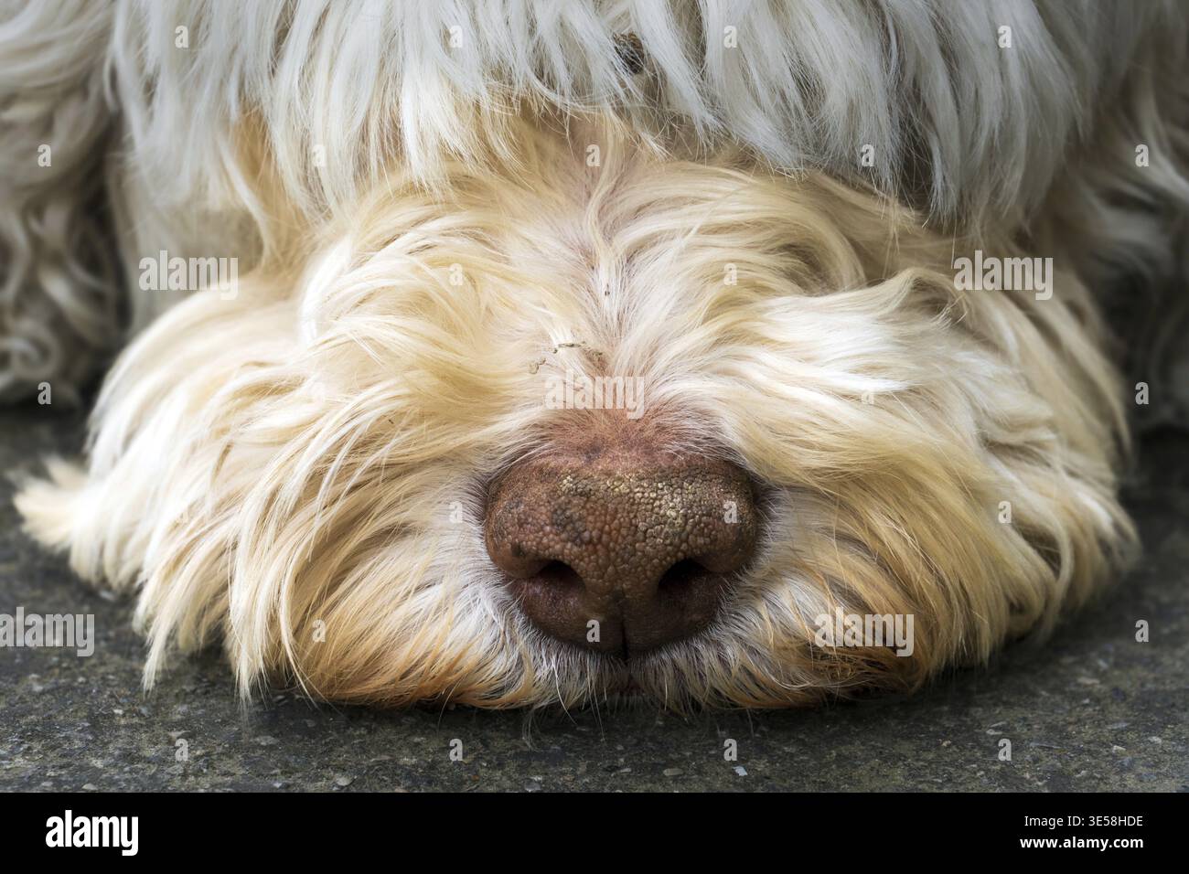 Muso, naso, Lagotto Romagnolo, cane, cane, capelli, sonno, riposo, animale, animale Foto Stock