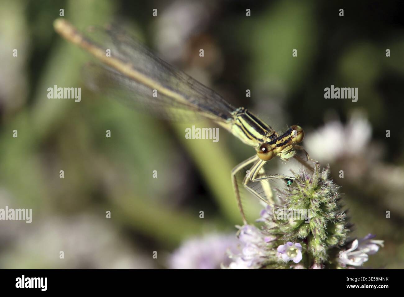Libellula comune (Platycnemis pennipes) su una zecca (Mentha sp.), Weilerswist, Renania settentrionale-Vestfalia, Germania Foto Stock