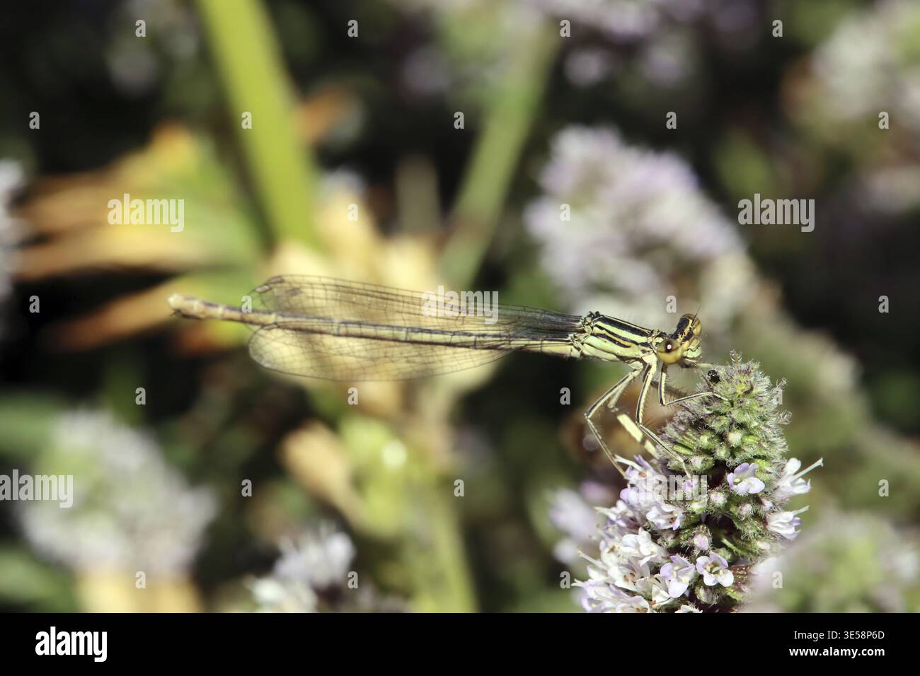 Libellula comune (Platycnemis pennipes) su una zecca (Mentha sp.), Weilerswist, Renania settentrionale-Vestfalia, Germania Foto Stock