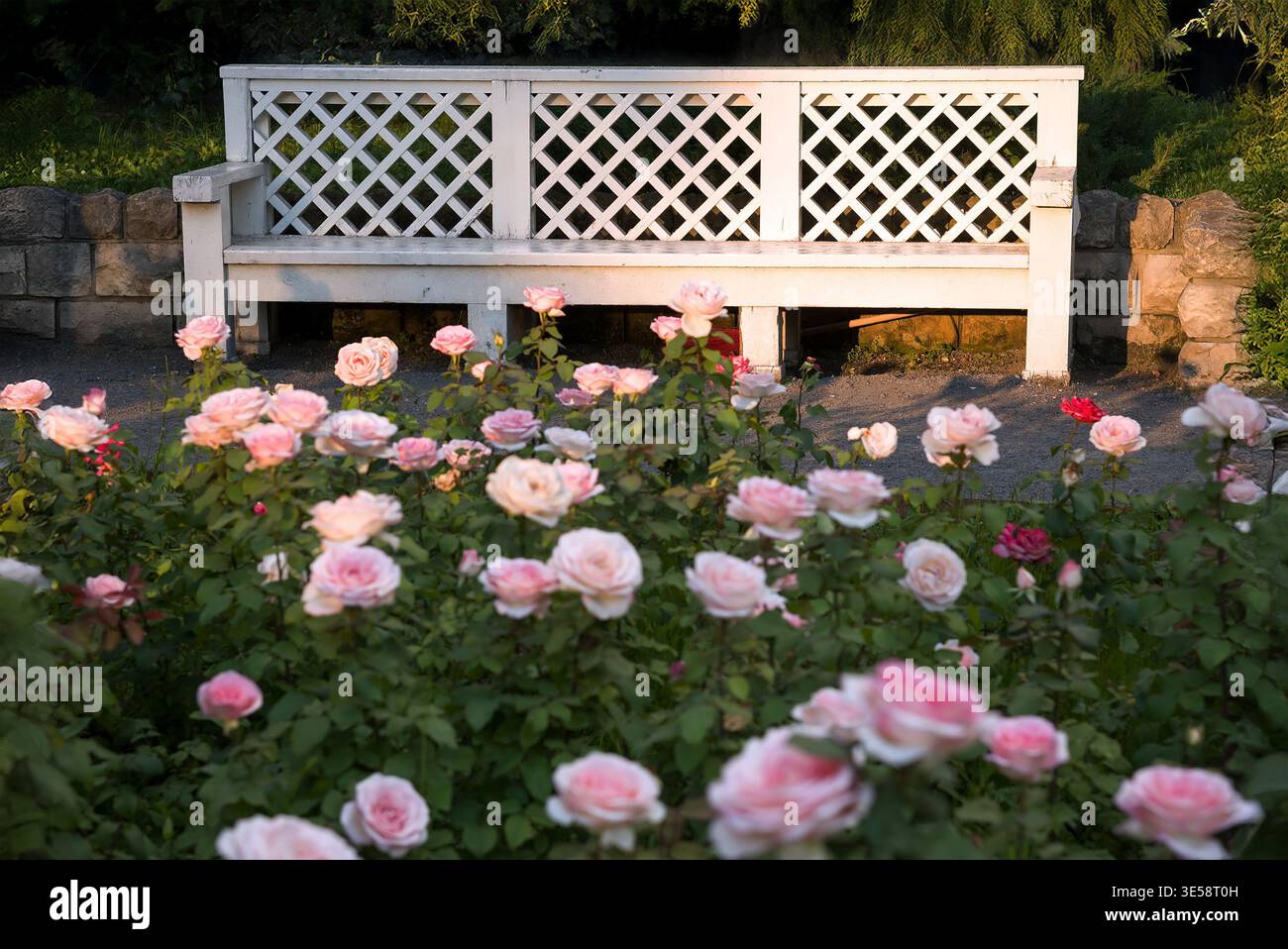 Panca in giardino con rose Foto Stock