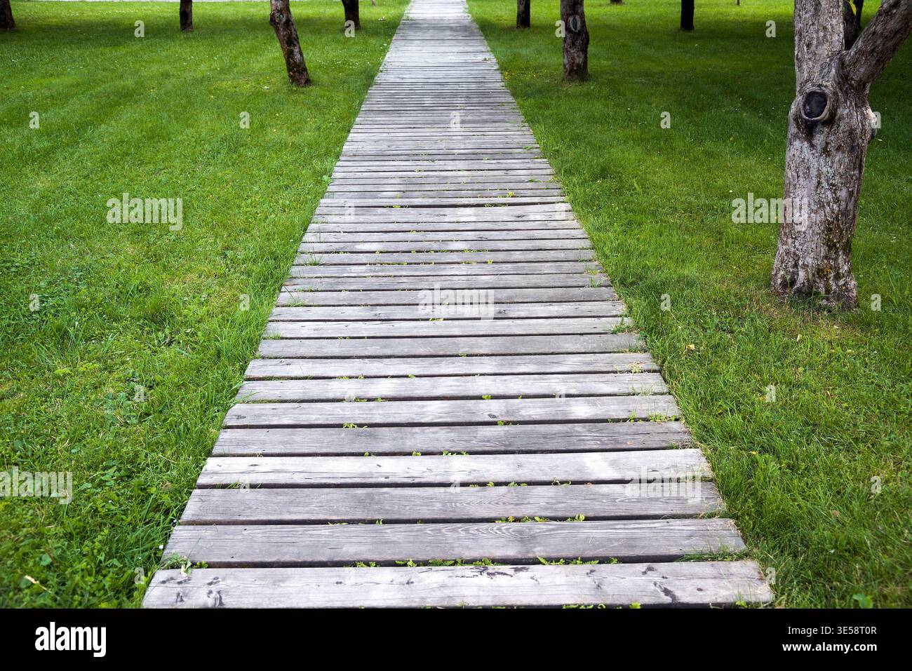 Sentiero in legno dello stretto nel parco Foto Stock