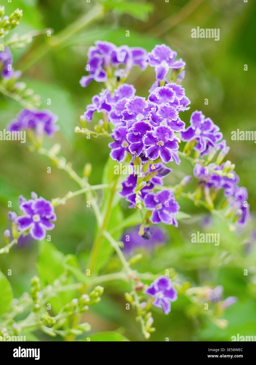 Vibrante Duranta Erecta Golden Dewdrop con fiori viola in una vegetazione lussureggiante. Piante da giardino tropicale, fresca fioritura primaverile, sfondo naturale per il design Foto Stock