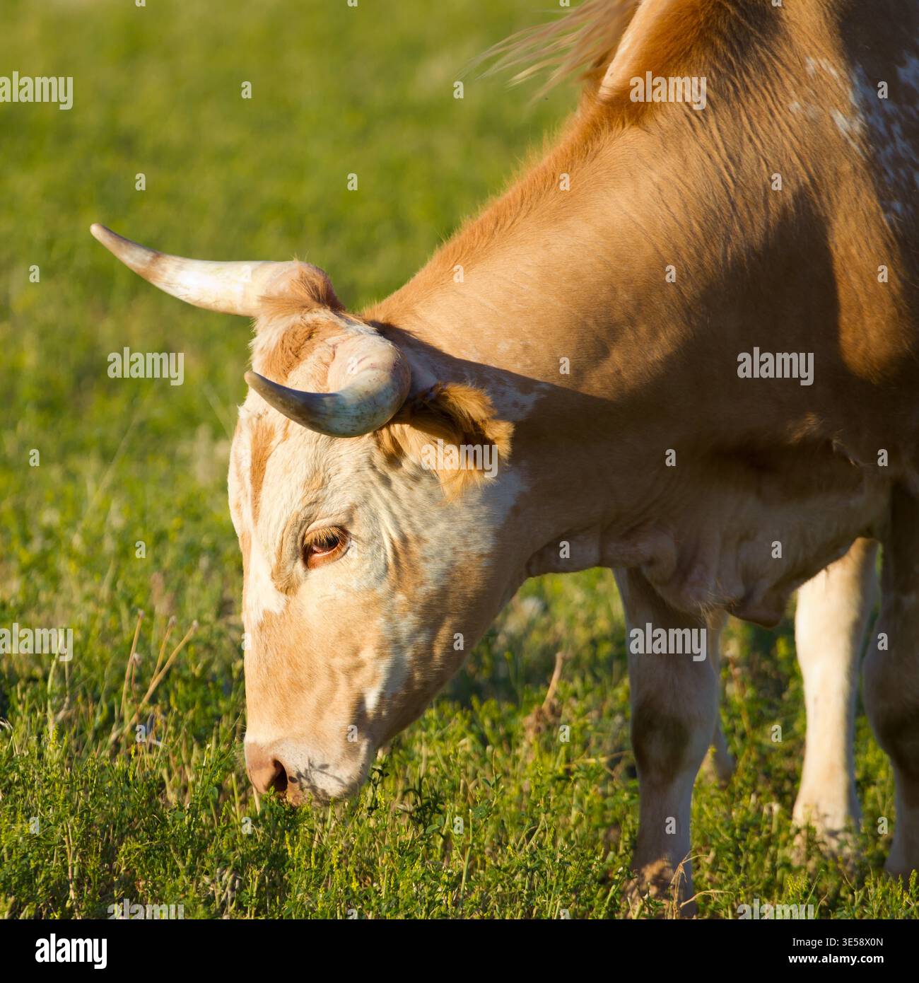 Pascolamento di tori nel pascolo Closeup Livestock Agriculture Scene Foto Stock