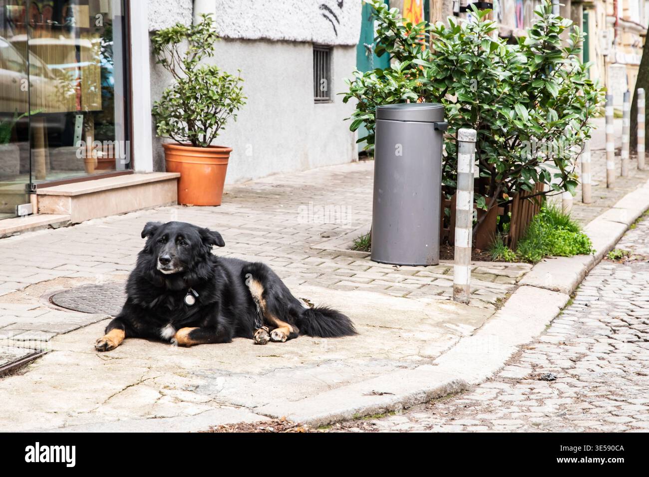 Cane di razza mista rilassato steso sul marciapiede urbano, espressione di calma, ambiente urbano all'aperto, animale riposante. Foto Stock