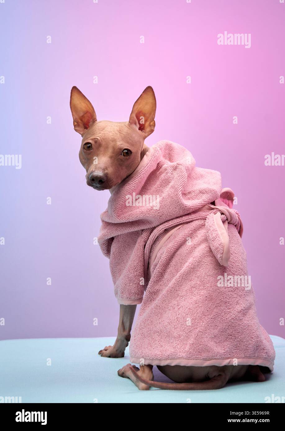 Un piccolo cane con un asciugamano rosa si siede con uno sguardo attento, posato su uno sfondo rosa e blu sfumato. Messa a fuoco nitida e colori delicati Foto Stock