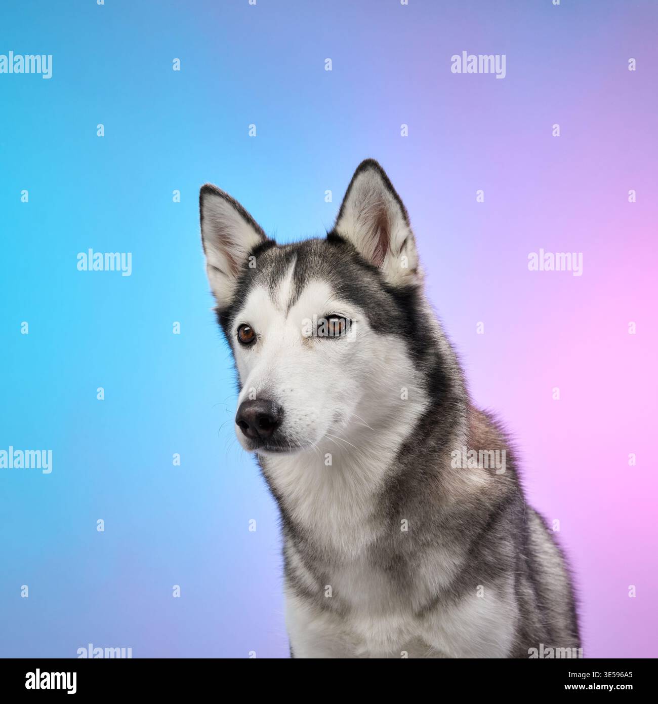 Primo piano di un Husky siberiano su uno sfondo sfumato di sfumature blu e rosa. Le caratteristiche sorprendenti del cane e lo sguardo intenso ne esaltano l'aspetto Foto Stock