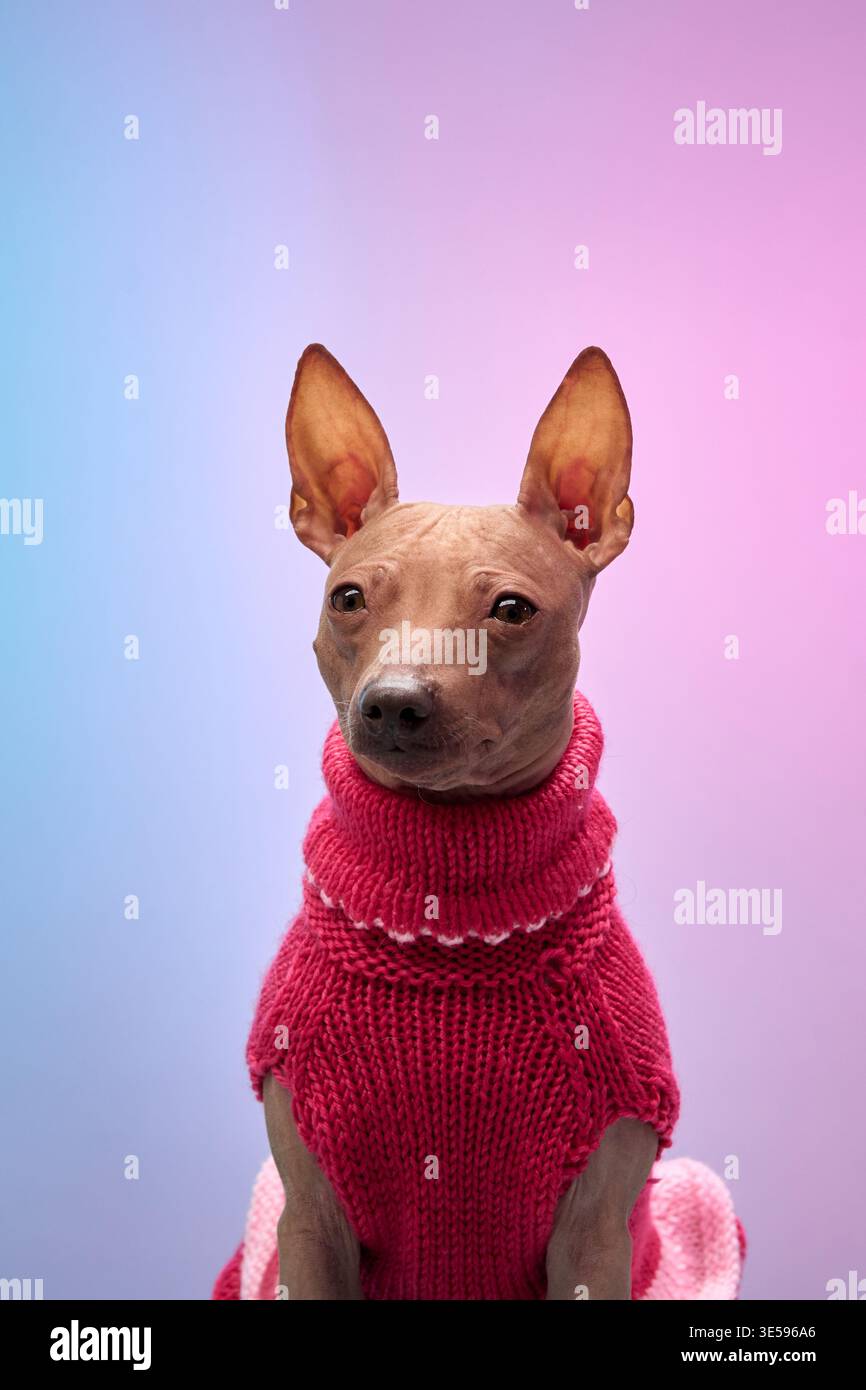 Un piccolo cane vestito con un maglione rosso guarda curiosamente la fotocamera su uno sfondo sfumato. L'outfit vivace e il look curioso aggiungono Foto Stock