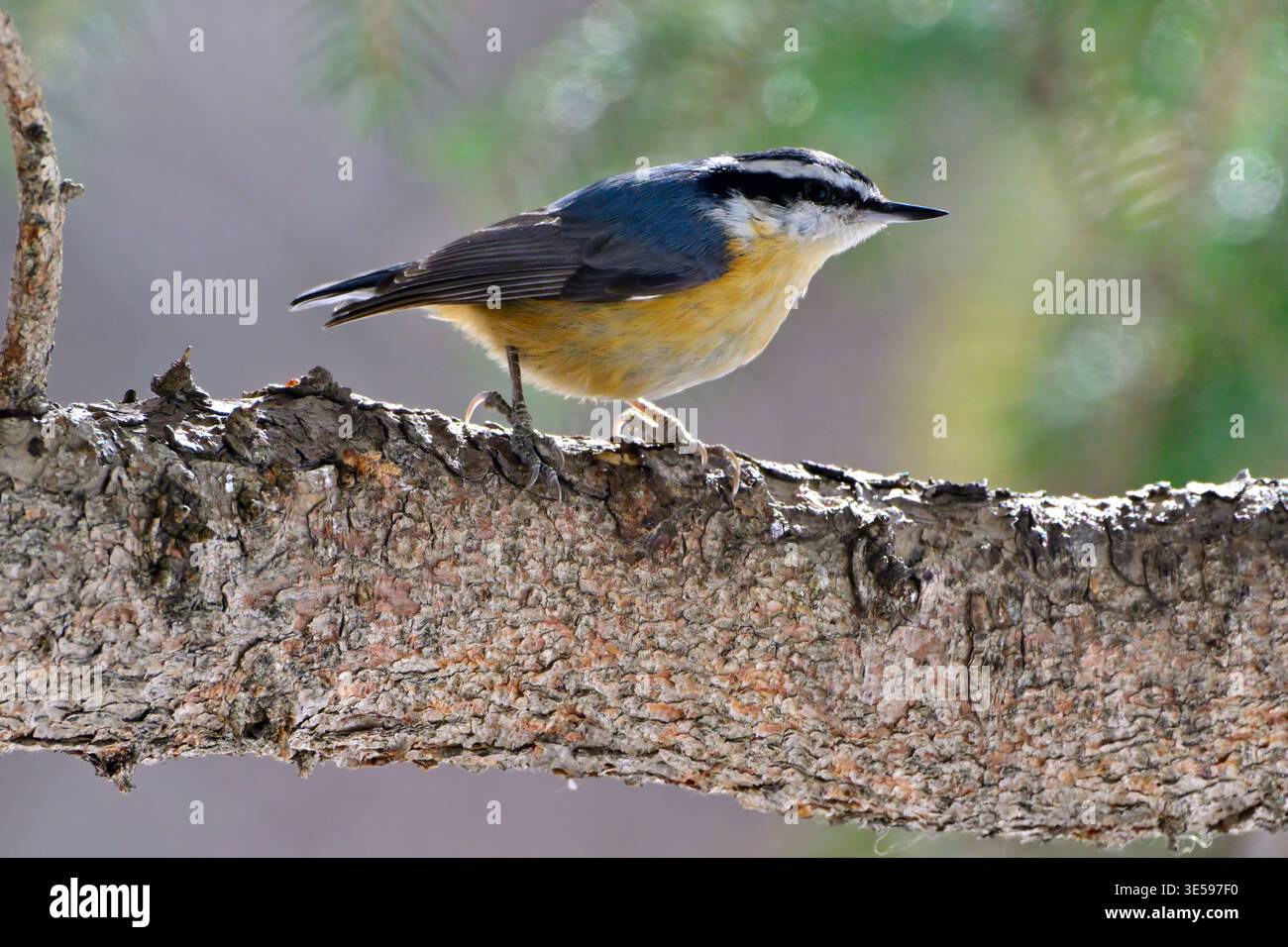 Un Nurhatch selvatico dal petto rosso, "Sitta canadensis", che si forgia lungo un ramo di abete rosso nel suo habitat boschivo nella campagna Alberta Canada. Foto Stock