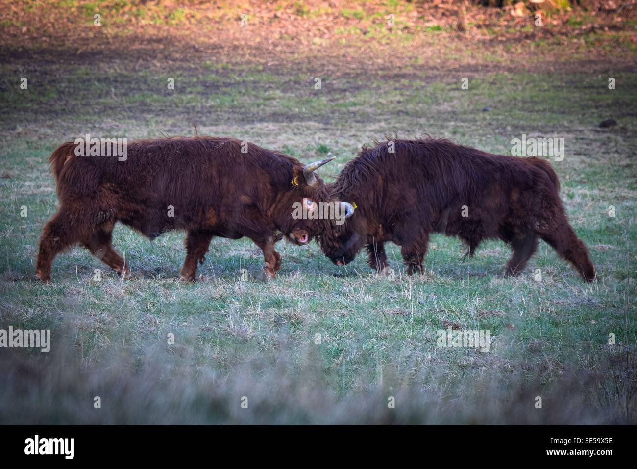 Due tori delle Highland (Bos taurus) combattono su un prato, mostrando un comportamento di dominanza naturale. L’immagine mette in evidenza le corna lunghe e il fù spesso degli animali Foto Stock