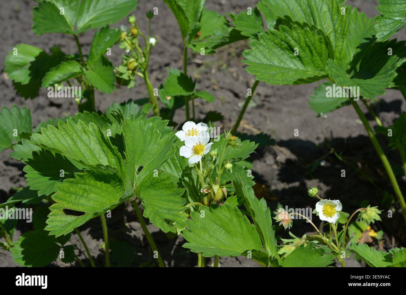Piante di fragole che fioriscono in un terreno giardino Foto Stock
