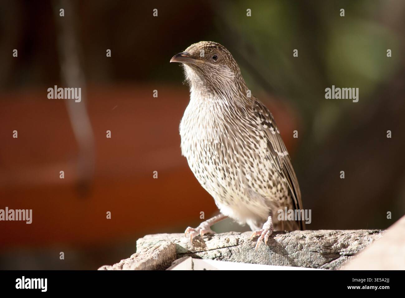 I piccoli wattlebirds si nutrono principalmente di nettare proveniente dai fiori, ma mangiano anche insetti e altri prodotti del fogliame. Foto Stock