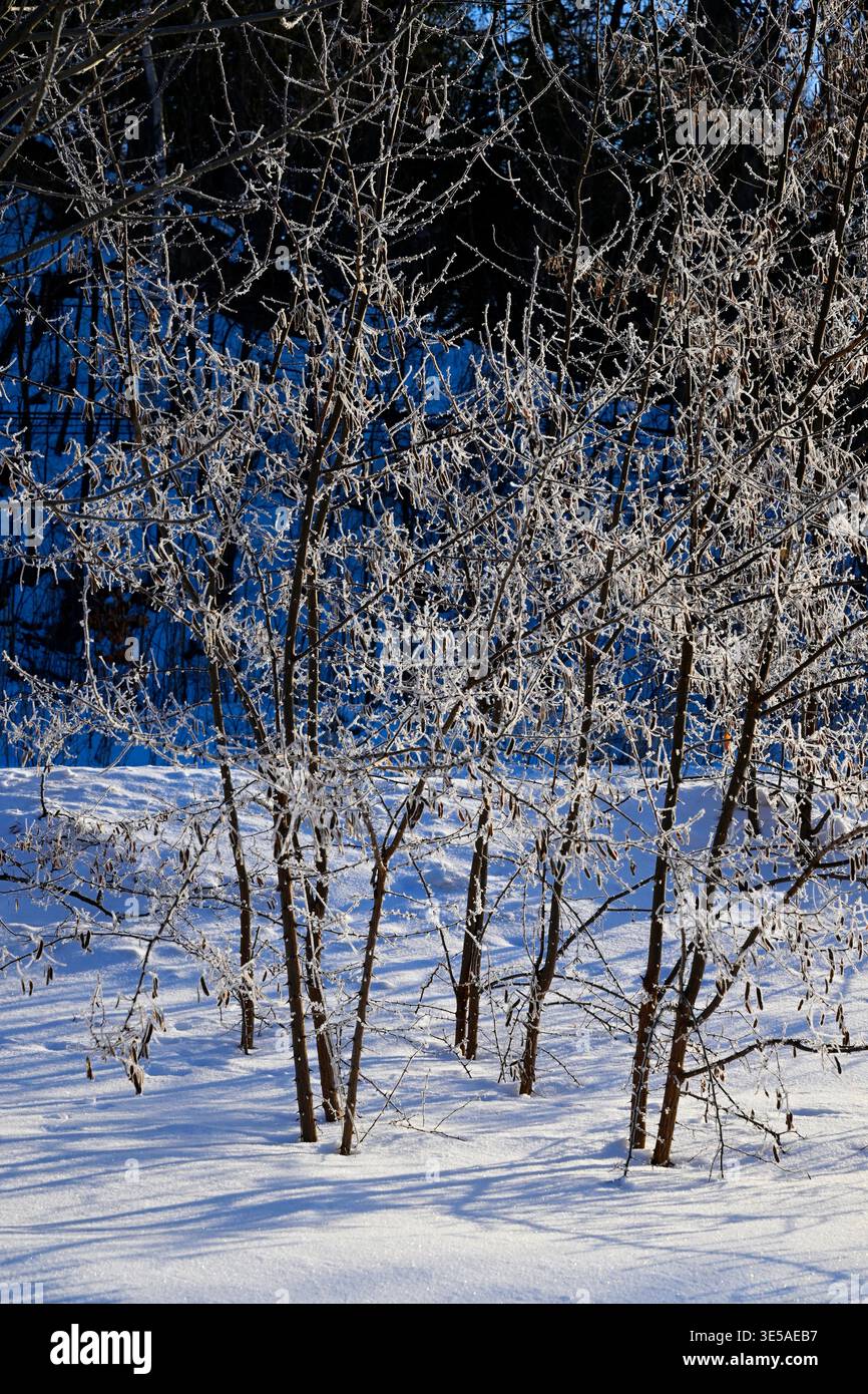 Rami di alberi ricoperti di neve, isola di Hokkaido, Giappone, Asia. Foto Stock