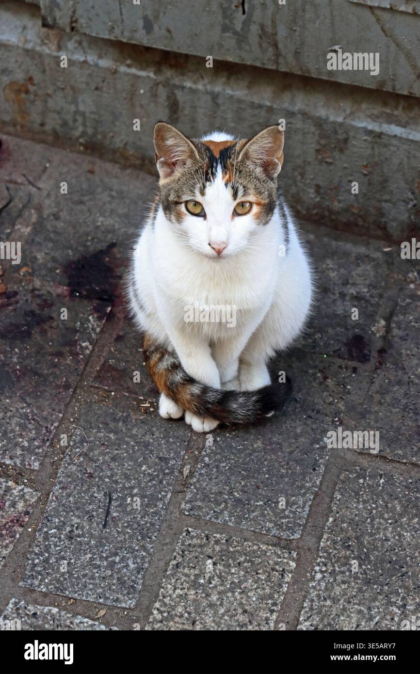 Il tabby bianco castagna può posare nel suk di Tangeri Foto Stock