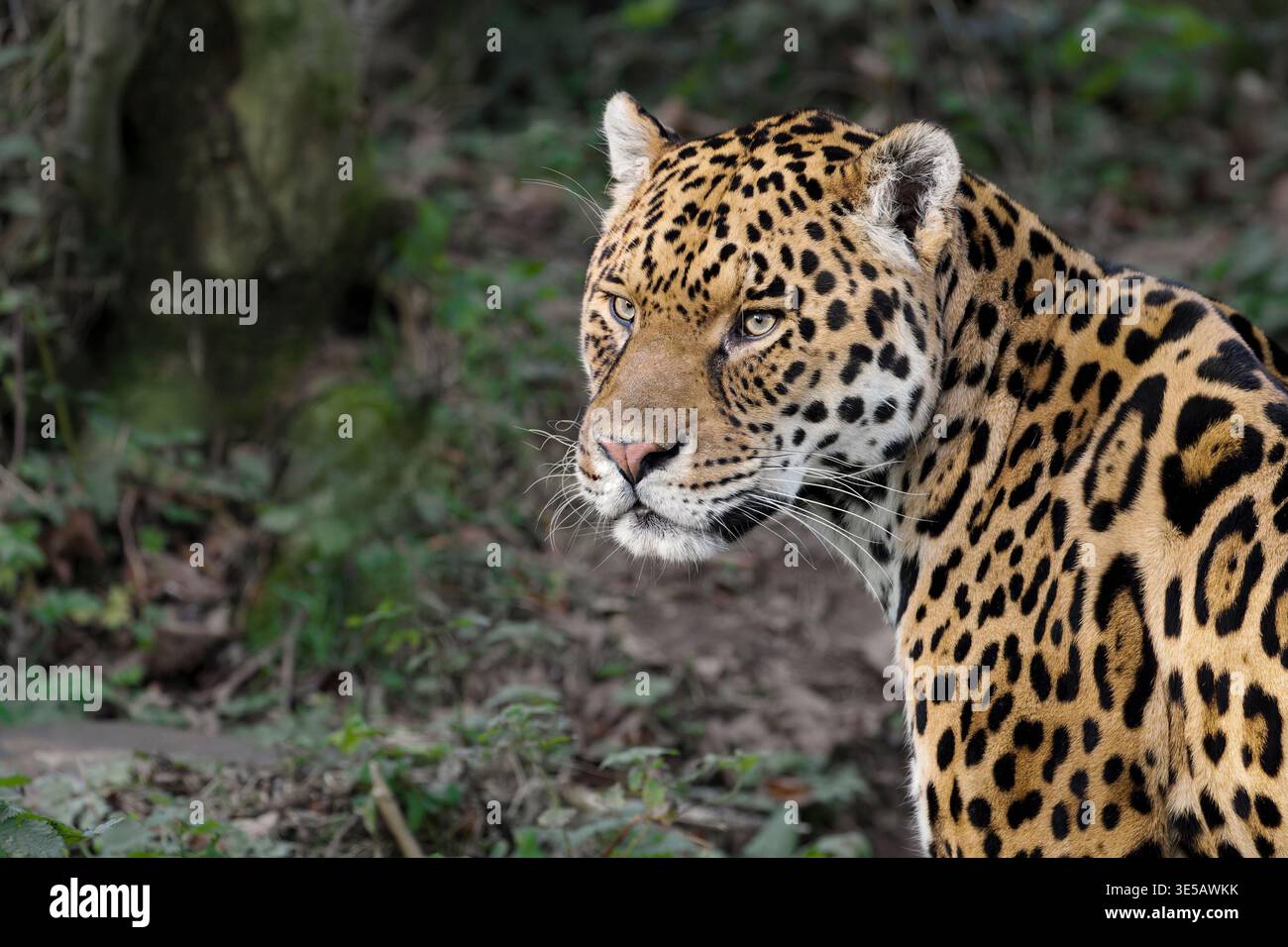 Jaguar Foto Stock