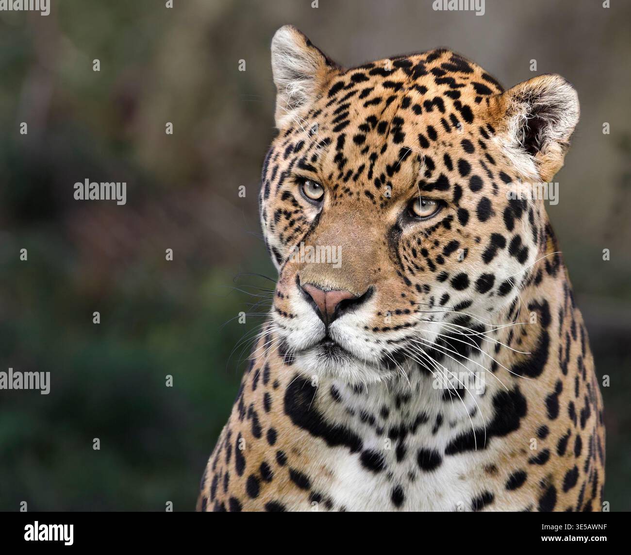 Jaguar Foto Stock