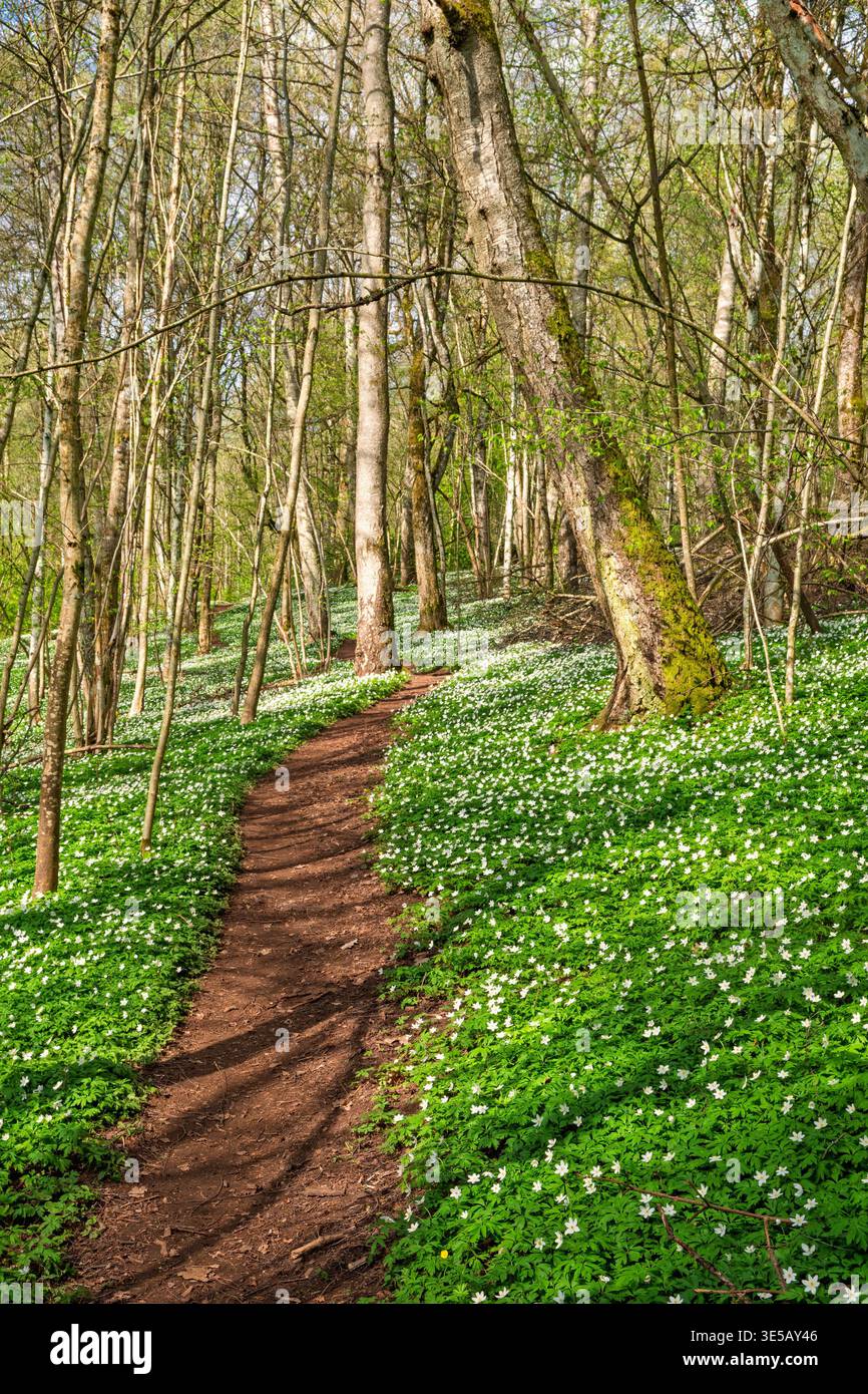 Sentiero escursionistico in una foresta con anemoni di legno fiorito in una soleggiata giornata primaverile Foto Stock